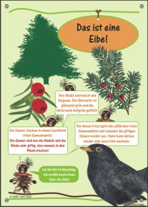 nabit Kinder-Baumschild "Eibe"