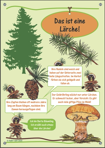 nabit Kinder-Baumschild "Lärche"