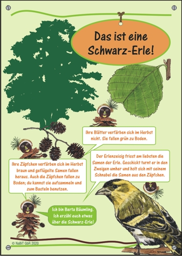 nabit Kinder-Baumschild "Schwarz-Erle"