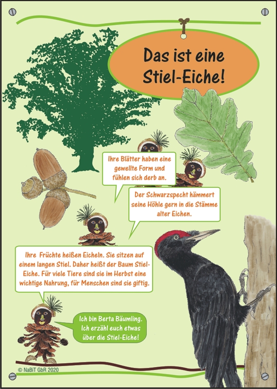 nabit Kinder-Baumschild "Stiel-Eiche"