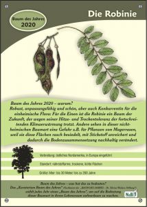 NaBiT-Baum des Jahres-Tafel 2020